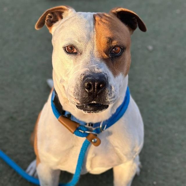 Close-up of a white and brown dog wearing a bright blue collar and leash, sitting on a paved surface and looking at the camera.