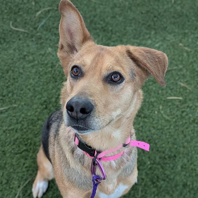 Smiling mixed-breed dog sitting on grass, wearing a pink collar and purple leash, looking up at the camera.