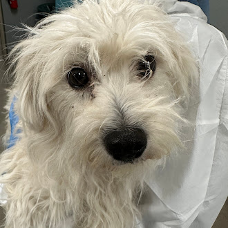 Close-up of a small white fluffy dog with dark eyes and a black nose looking at the camera.