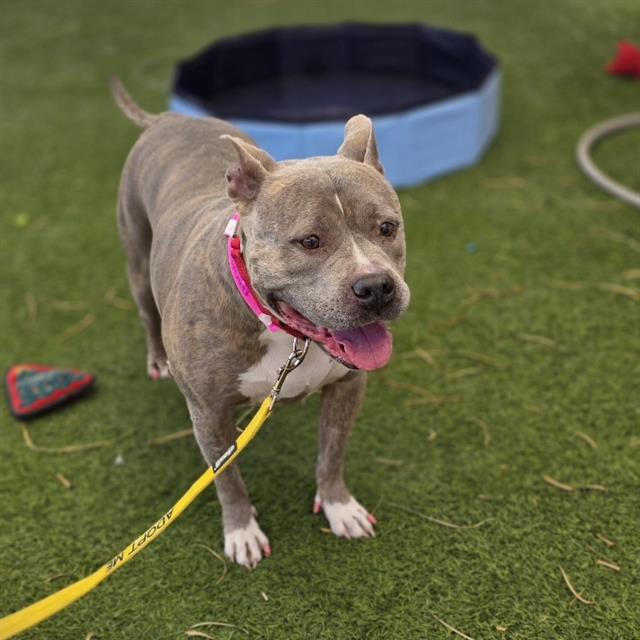 Gray pit bull mix wearing a pink collar on a yellow leash, panting on a grassy yard by a blue pool.