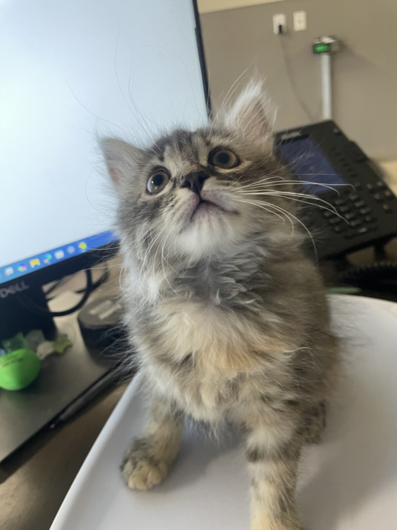 Curious gray tabby kitten with white chest gazing upward on a white surface near a computer monitor in an office setting.