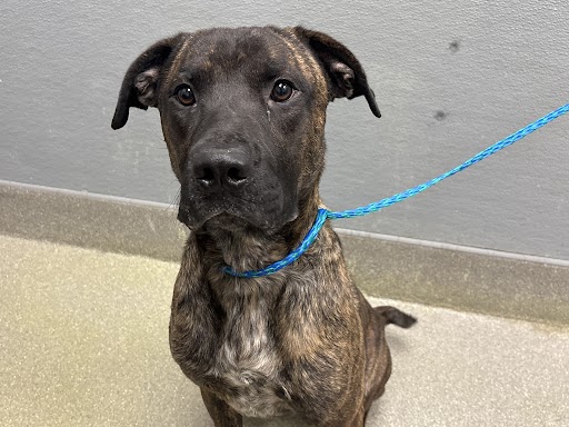 Brindle-coated dog sitting on a leash, looking at the camera with a blue leash attached to a blue collar.