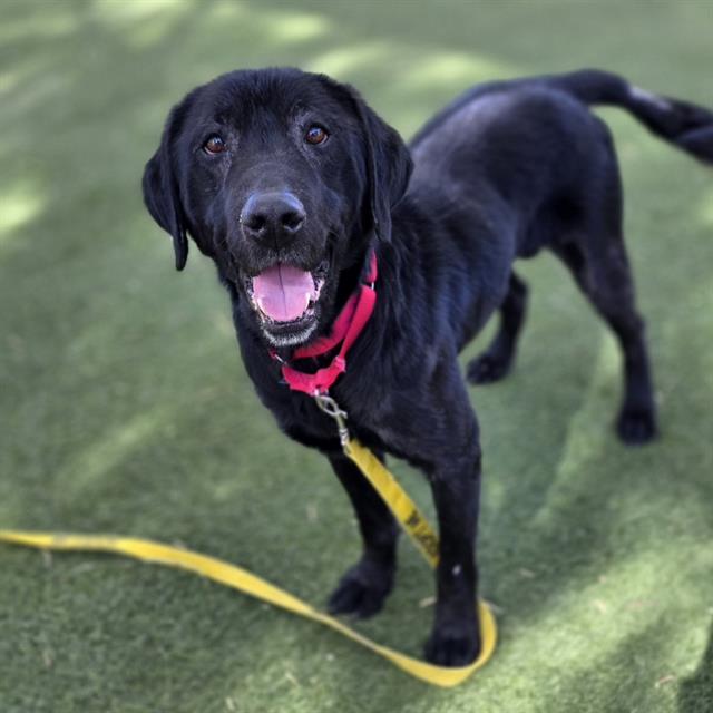 Black dog with a red collar and yellow leash on a grassy field, looking at the camera and smiling.