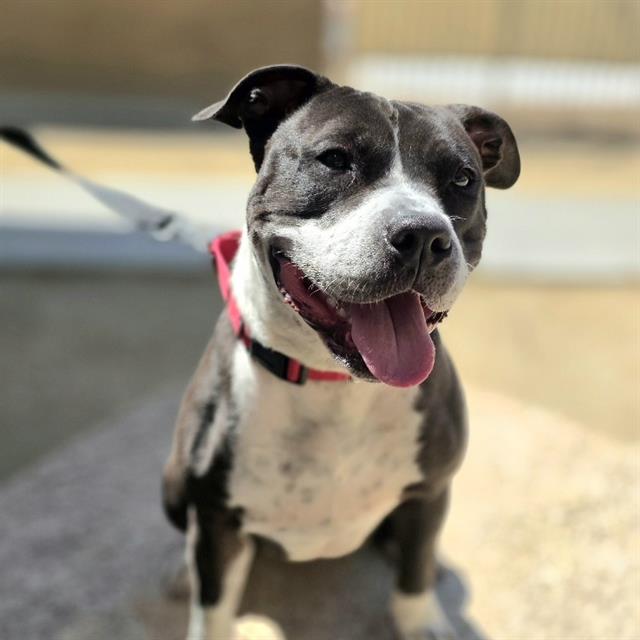 Happy gray and white pit bull mix wearing a red collar, tongue out, outdoors and smiling at the camera.