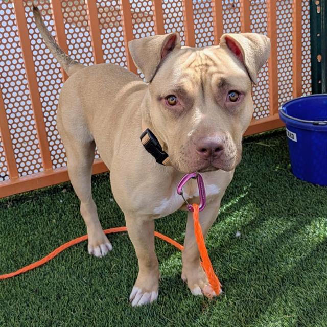 Tan pit/boxer mix dog standing on artificial grass with orange leash and pink collar, near a wooden fence and blue bucket in a yard.
