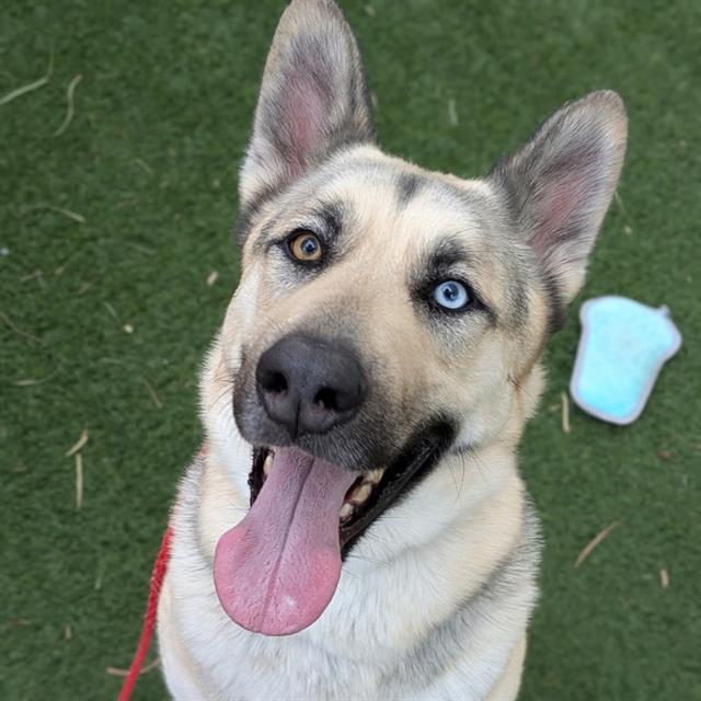 Dog with one amber eye and one blue eye, panting with tongue out on grass, a blue bone toy nearby on the right.
