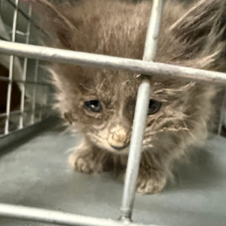 Tiny gray tabby kitten inside a metal cage, gazing downward with a sad expression.