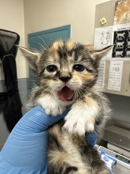 Calico kitten held by a gloved hand in a veterinary exam room, mouth open as if meowing.