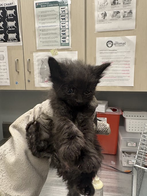 Tiny black kitten being held up by a gloved hand in a veterinary clinic, with care posters and supplies on the wall behind.