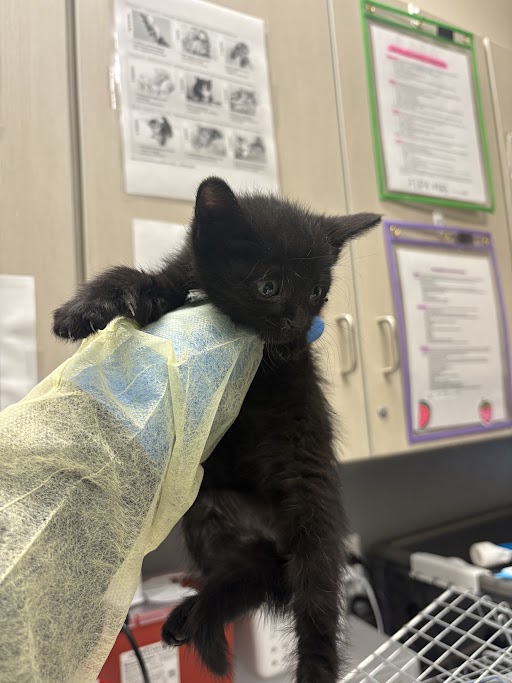 Small black kitten held up by a gloved hand in a veterinary clinic, with exam room posters in the background.