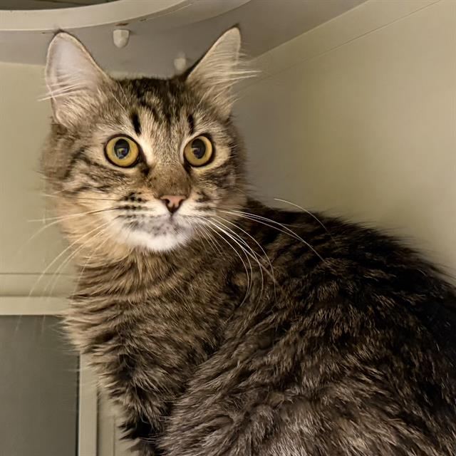 Tabby cat with wide yellow eyes looking toward the left, indoors on a shelf.