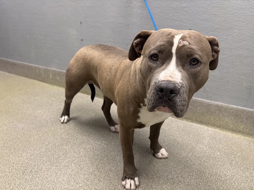 Brown pit bull mix on a blue leash, standing on a concrete floor and looking at the camera.