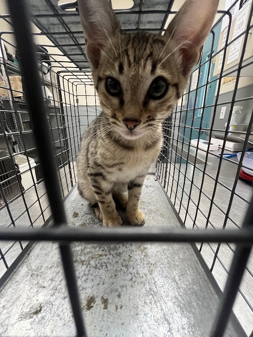 Tabby kitten inside a metal crate, looking straight at the camera with big ears and curious eyes.