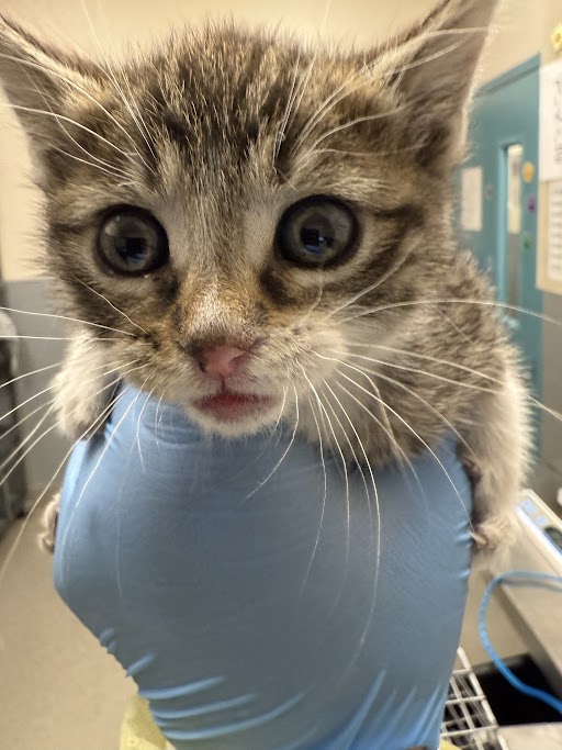 Close-up of a tabby kitten held by a gloved hand in a vet clinic, looking curiously at the camera with wide eyes.