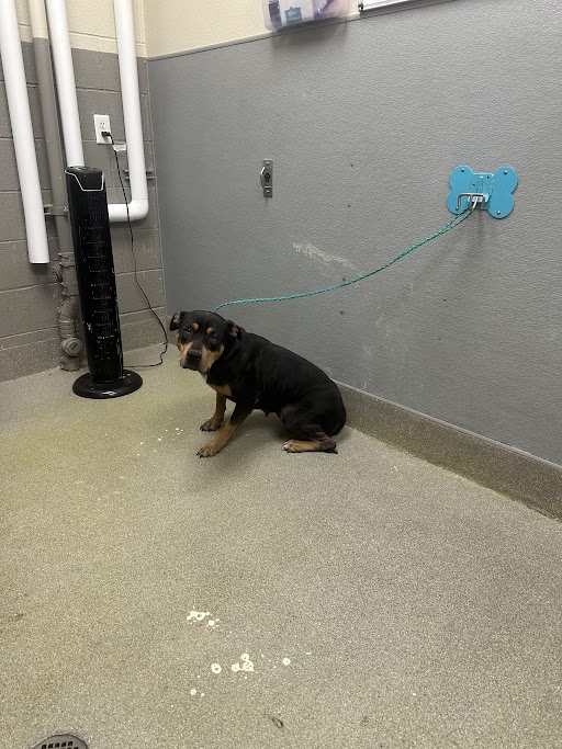Small dog on a green leash tied to a blue wall mount in a gray-tiled room, sitting on a wet-looking floor near exposed pipes.