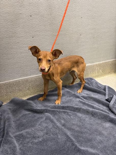 Small brown dog on an orange leash standing on a dark gray blanket beside a concrete wall outside