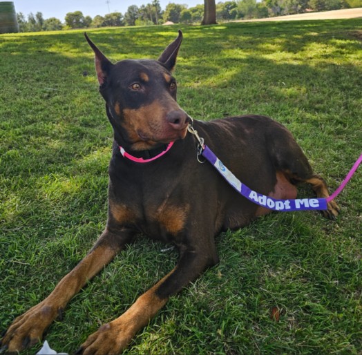 Doberman lying on grass at a park with a pink collar and a purple 'Adopt Me' leash, ready for adoption