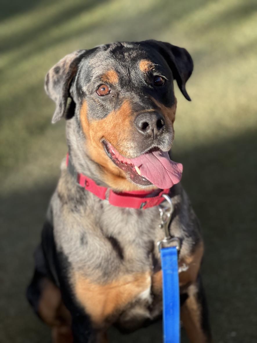 Smiling Rottweiler mix wearing a red collar and blue leash, panting happily outdoors.