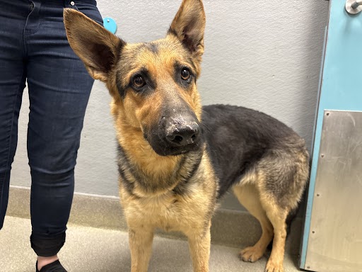 Young German Shepherd mix standing indoors, looking at the camera with attentive ears, person nearby holding a blue leash tag.
