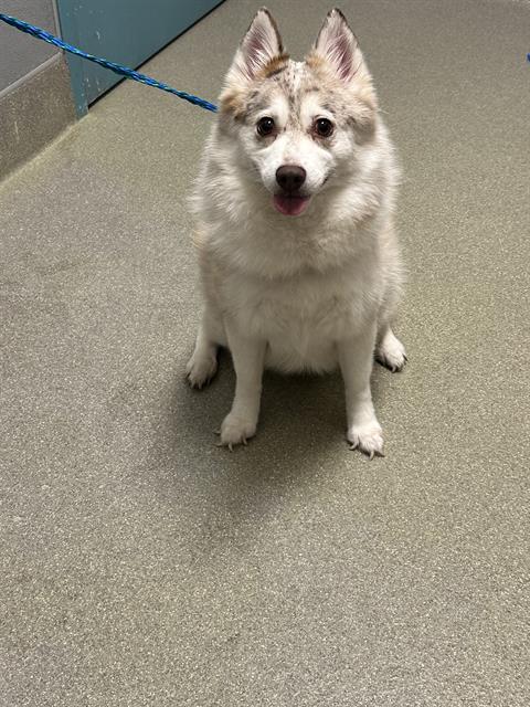 Young white and gray husky puppy sitting on a speckled floor, tongue out and blue leash visible at its side.