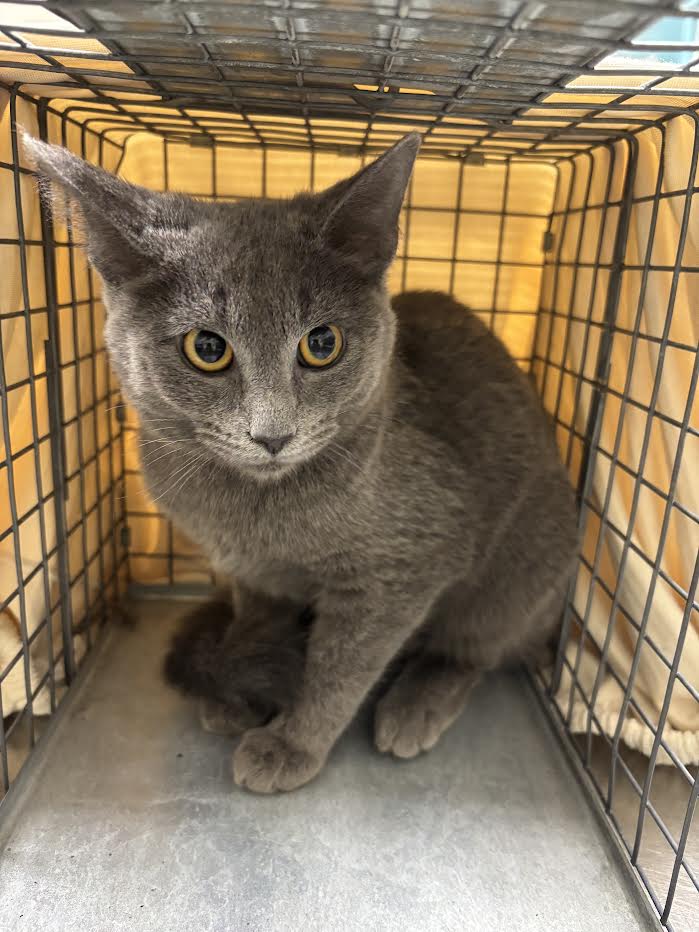 Gray cat inside a metal cage, sitting and looking at the camera with amber eyes (adoption shelter photo).