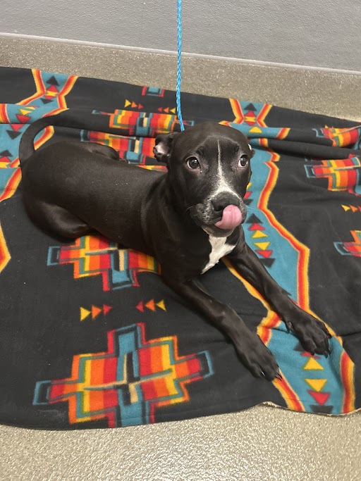 Black and white puppy lying on a colorful geometric blanket, blue leash attached, licking its nose.
