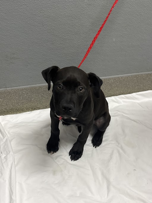 Black puppy on a red leash sitting on a white blanket indoors, looking at the camera.