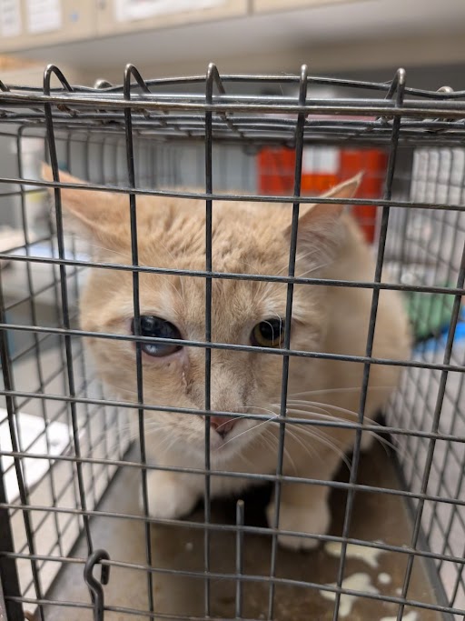 Beige kitten in a metal cage, looking through the bars at the camera.