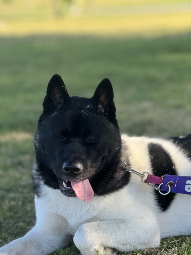 Black-and-white dog lying on grass with its pink tongue hanging out, wearing a purple harness/leash in a park.
