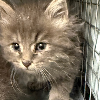 Gray fluffy kitten inside a metal cage, looking curiously at the camera.