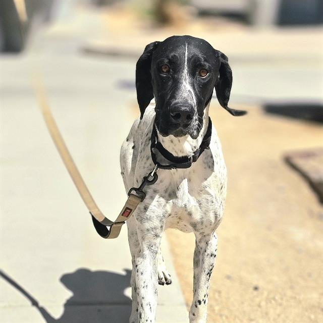 Black and white dog on a leash walking toward the camera on a sunny sidewalk.