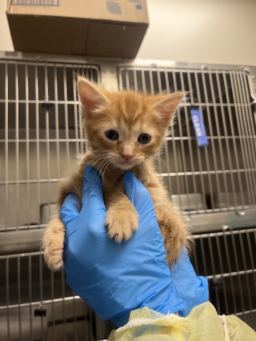 Orange tabby kitten held gently in blue gloves inside a veterinary clinic, with metal cages in the background.