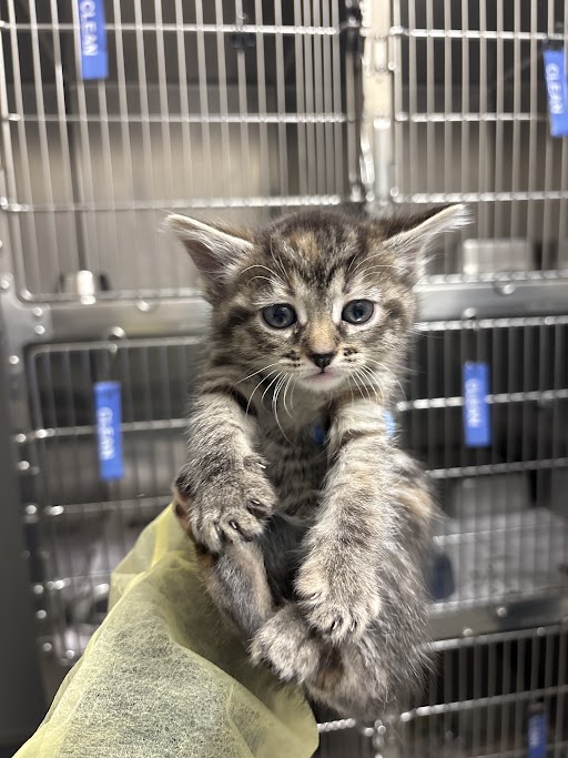 Small gray tabby kitten being held up by a gloved hand in front of metal animal cages, likely in a shelter or clinic.