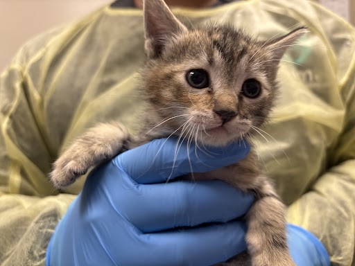 A tiny tabby kitten held gently in a gloved hand, wearing a soft beige coat, with a person in a yellow gown in the background (vet setting).