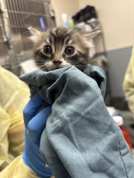 Small kitten wrapped in blue fabric held by a gloved hand in a veterinary clinic setting.