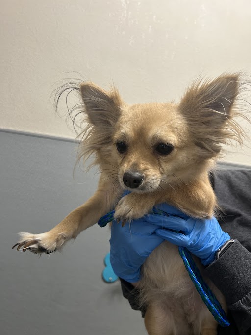 Small tan dog with fluffy ears being held up by a person wearing blue gloves, a blue leash visible nearby.