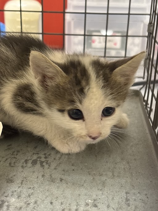 Calico kitten crouched in a metal cage, resting on a grey shelf and looking downward with blue eyes.