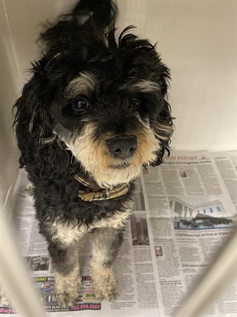 Small black and white curly dog in a crate, sitting on newspaper and looking at the camera with a curious expression, wearing a plaid collar.