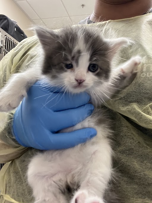Tiny gray and white kitten held gently by gloved hands in a clinic setting.