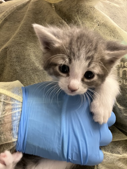 Cute gray and white kitten being gently held by a person wearing a blue nitrile glove.