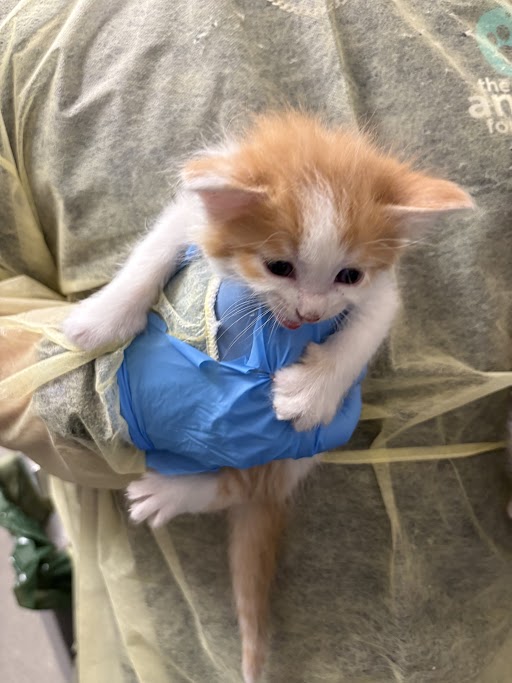 Orange-and-white kitten being held in a blue disposable glove by a person in a protective gown, likely at a vet or shelter.