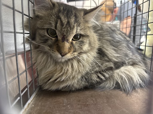 Fluffy tabby cat with long gray-brown fur sitting in a metal cage, looking at the camera.