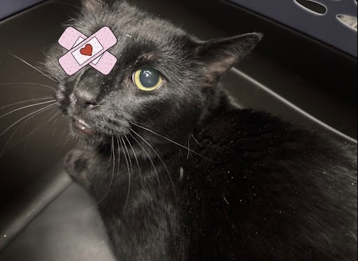 Black cat with a pink heart-bandage sticker on its forehead.