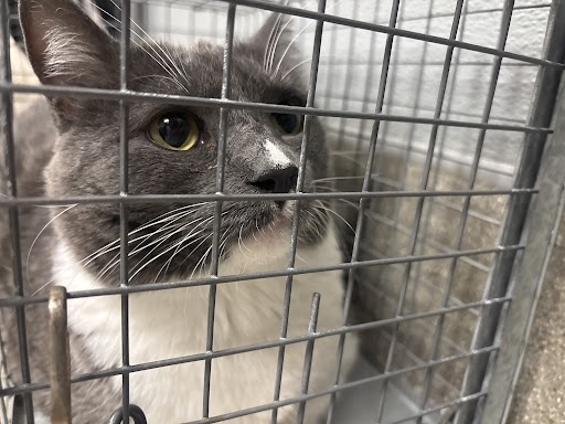 Gray and white cat in a wire cage, looking through bars with a curious expression.