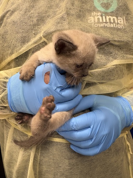 Tiny kitten cradled in blue gloves by a caregiver wearing a protective gown for PPE (The Animal Foundation).