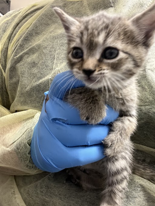 Close-up of a gray tabby kitten in a blue-gloved hand, looking curiously at the camera.