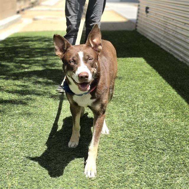 Brown and white dog on a leash walking toward the camera on a grassy path outside the building.