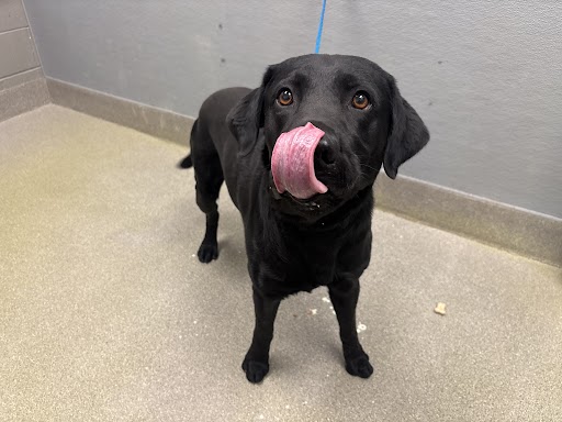 Black dog standing on a tan floor, tongue lapping at its nose, on a blue leash in a gray-walled room inside a shelter/kennel.