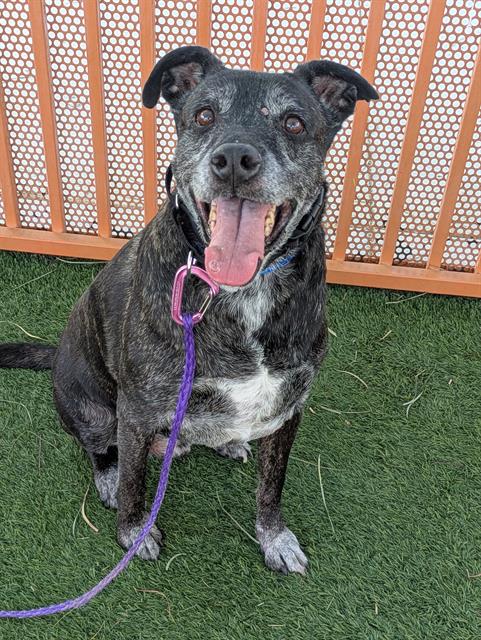 Smiling gray and white dog sitting on grass with a purple leash, in front of an orange fence, looking at the camera with tongue out.