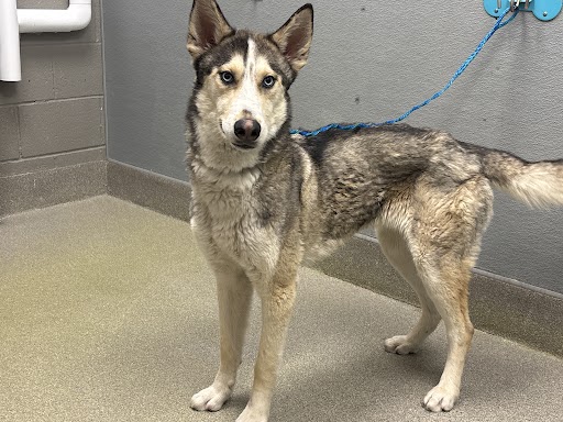 Young dog on a blue leash standing on a beige-tiled floor in a gray indoor room, looking at the camera.
